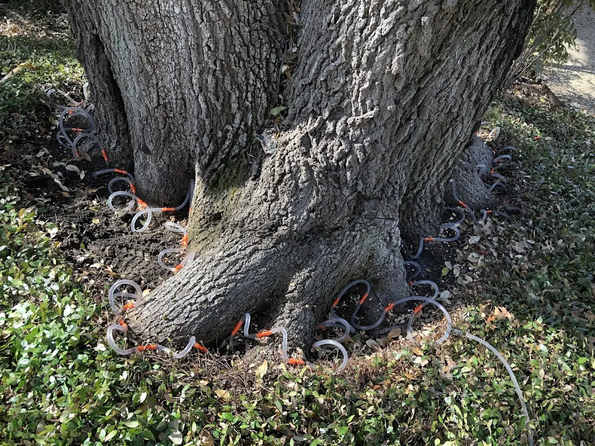Detailed Tree Cabling and Bracing job site in Southborough