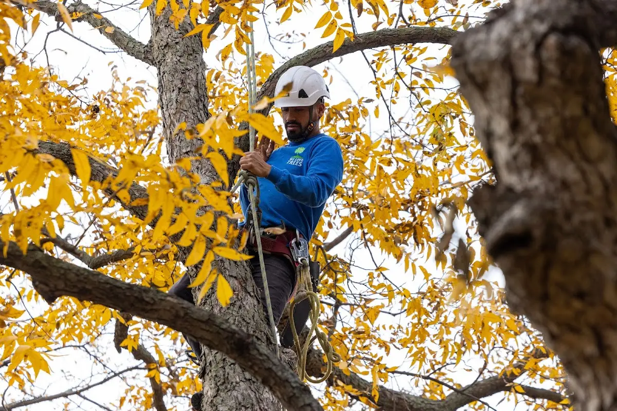 Skilled Tree Pruning crew working in Southborough