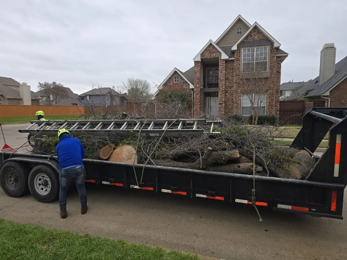 Expert Tree Pest Control with proper safety equipment in Southborough
